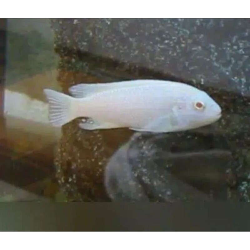 

ikan snow white