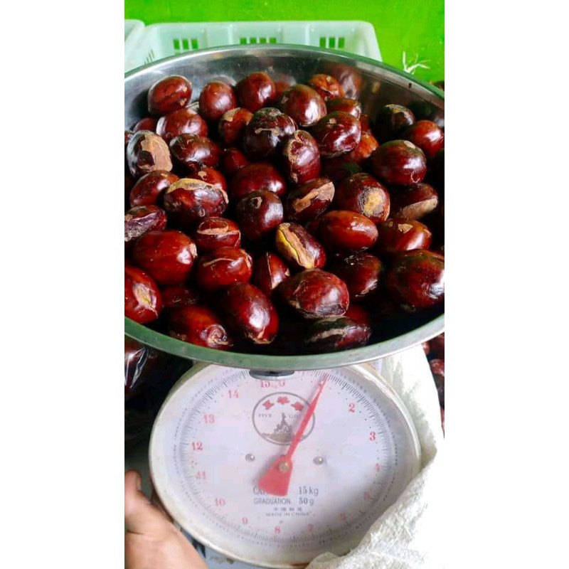 

TERLARIS D PASARAN jengkol tua super sortiran 200gm