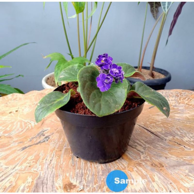 Tanaman Hias Violces Bunga Biru Tumpuk