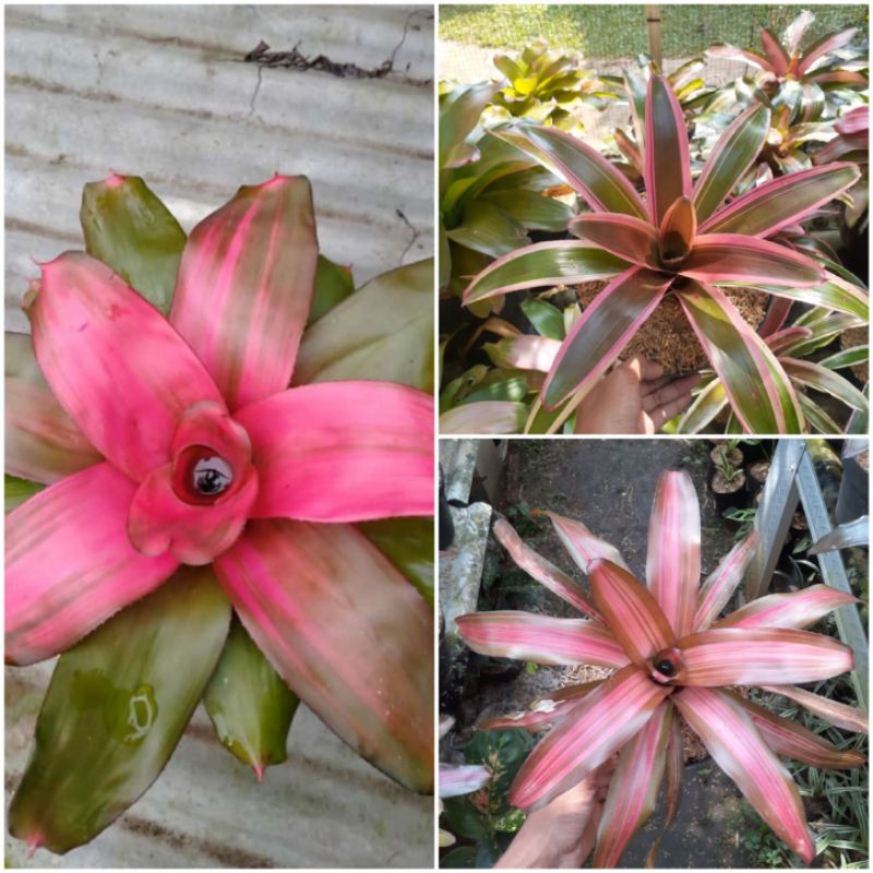 paket 3 bromelia - tanaman hias bromelia