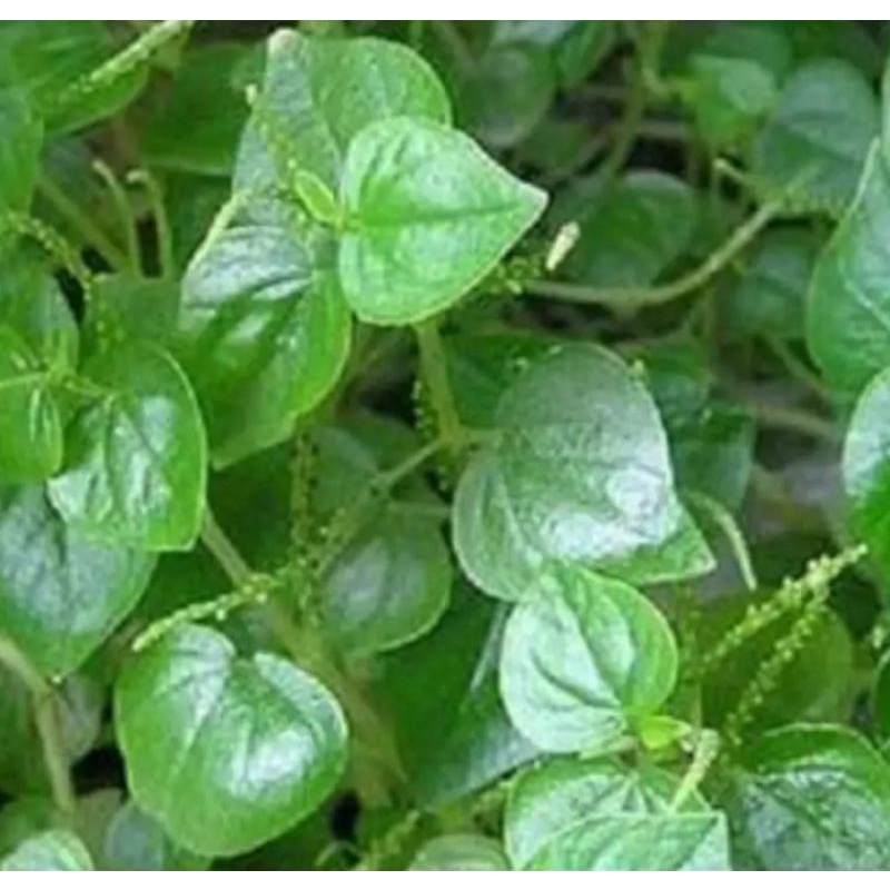 

DAUN HERBAL SEGAR DAUN SIRIH CINA/DAUN SURUHAN