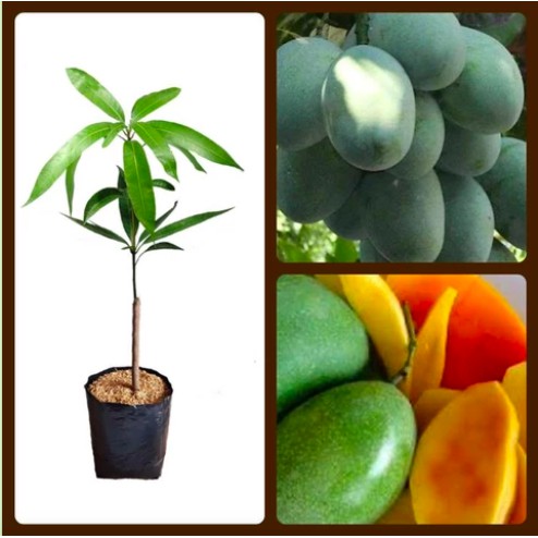 Bibit Tanaman Buah Mangga Lalijiwo