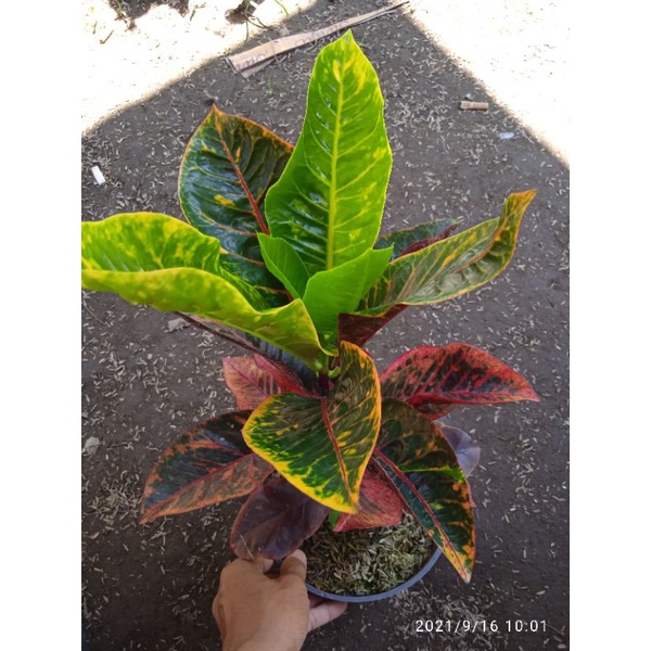 tanaman bunga puring langka bunga puring tornado unik