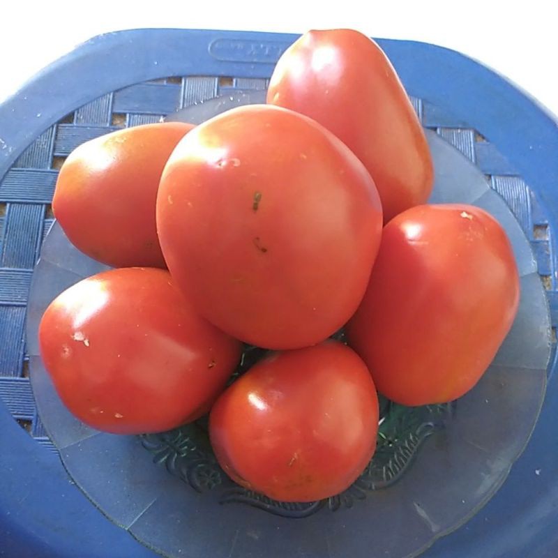 

Buah Tomat segar daging tebal
