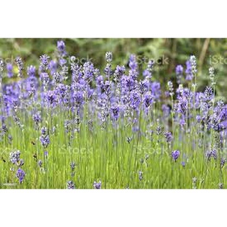 TANAMAN LAVENDER ASLI LAVANDULA