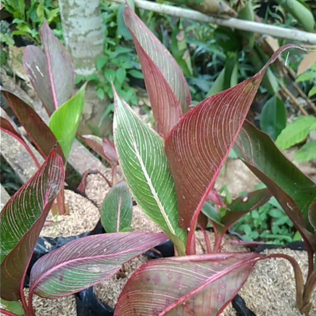 Pisang merah ( bugis)