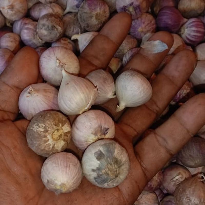 

Bawang Putih Tunggal / Bawang Tunggal / Bawang Lanang 100gr, 250gr, 500gr, 1kg Import Kualitas SUPER Ukuran Sedang