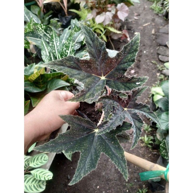 BEGONIA BLUDRU#Begonia#Bunga begonia