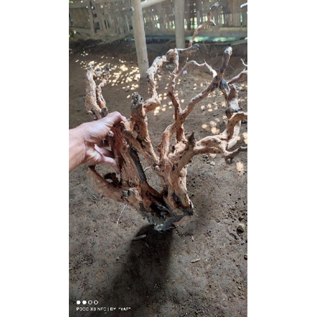 kayu rasamala aquascape size jumbo