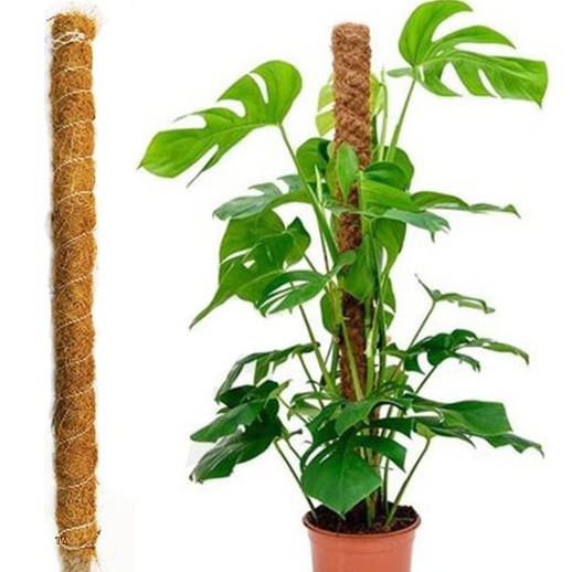 Turus Tongkat Penyangga Tanaman Rambatan