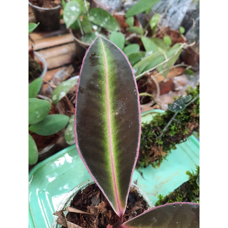 ardisia sp lips pink