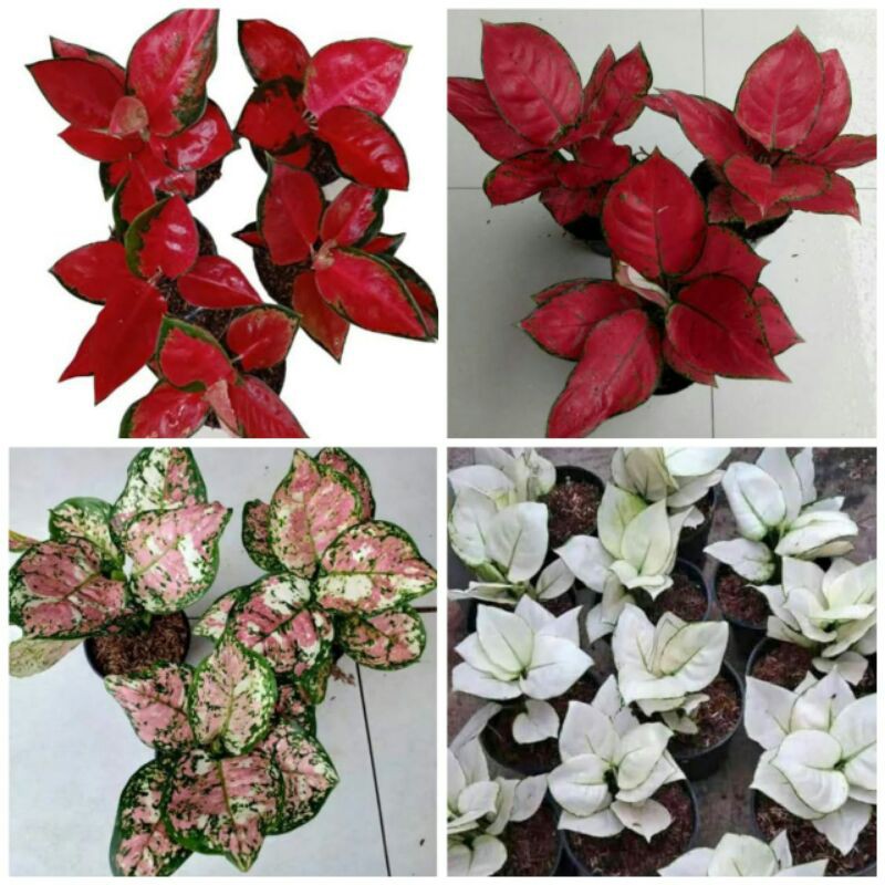 Aglonema Suksom Jaipong Red Anjamani Tricolor Super White (BONGGOL)
