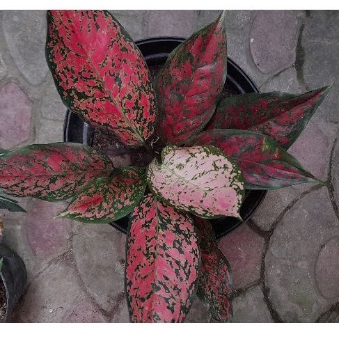 aglaonema red venus / aglonema venus