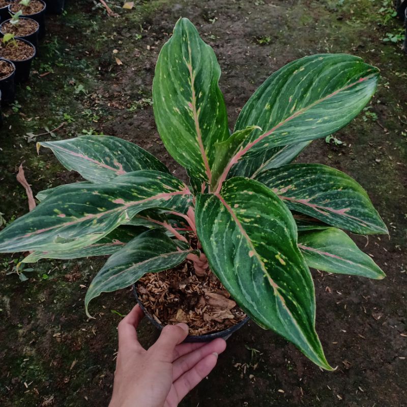 AGLAONEMA BUTTERFLY