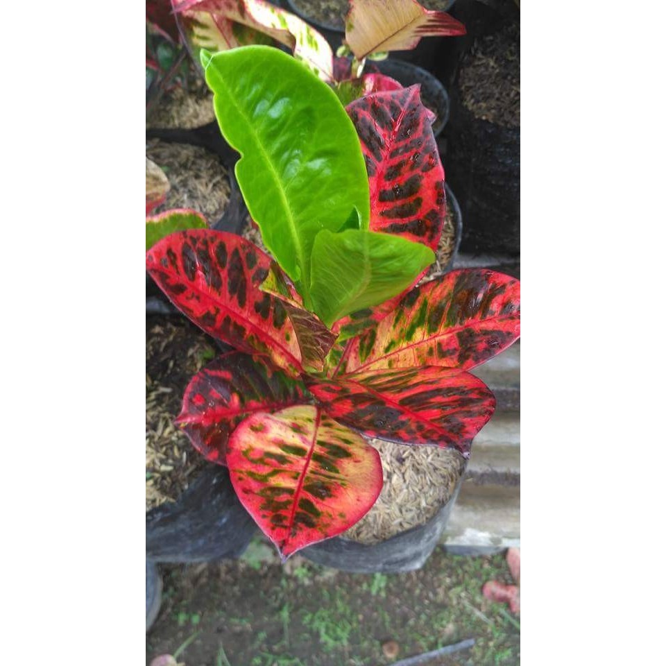 Bibit Puring Ayu Ting Ting Tanaman Hias