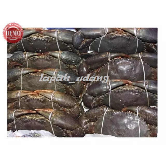 

Kpeiting Bakau Mati Segar Seafood Segar Fresh Bergaransi 2/3 Ekor