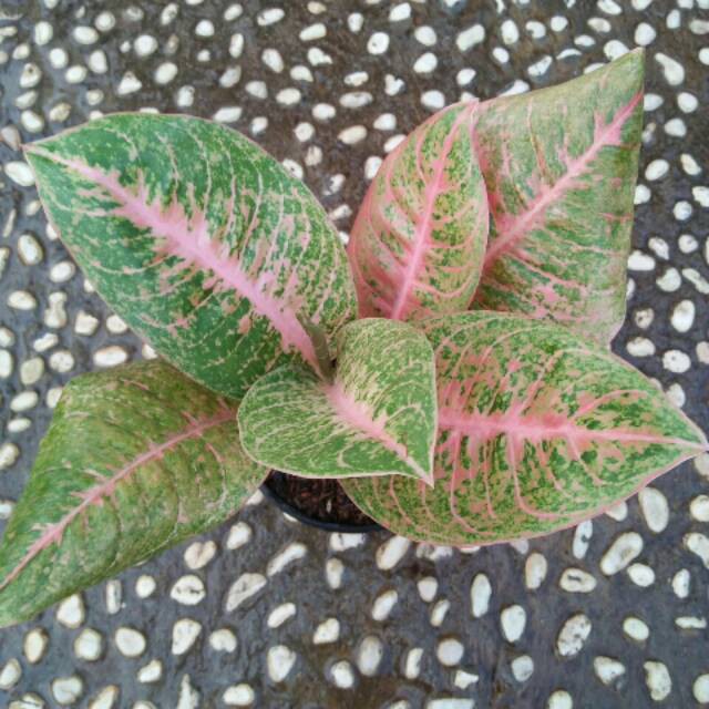 Aglonema Harley Queen