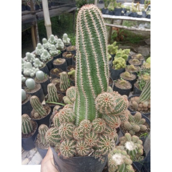 kaktus rebutia torquata ukuran jumbo/kaktus murah/kaktus ownroot