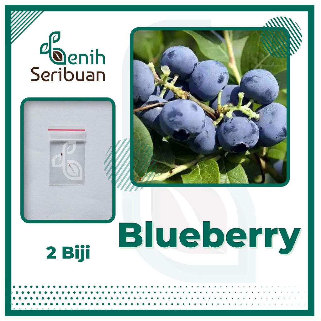 BS-BYL Benih Buah Bibit Tanaman Buah F1 Hibrida Unggul Anggur Strawberry Semangka Melon Labu Pepaya Jambu Blackberry Ciplukan Raspberry dll-BLUEBERRY