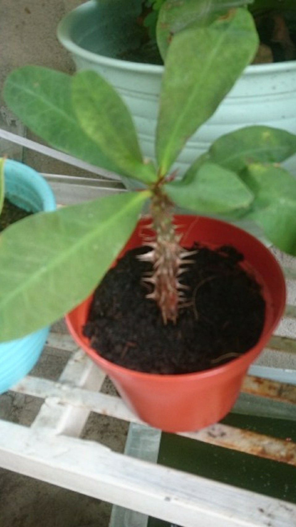 Tanaman Hias Euphorbia Eforba Tanaman Berduri Tanaman Outdoor