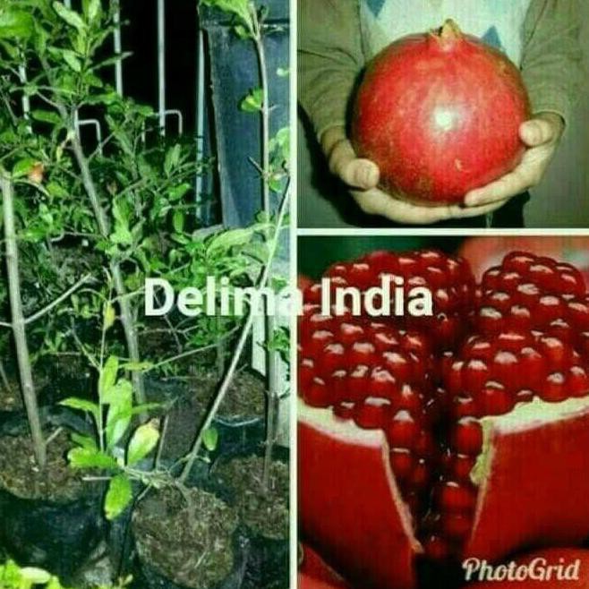 b3rkh bibit tanaman buah delima india $$rr h3o