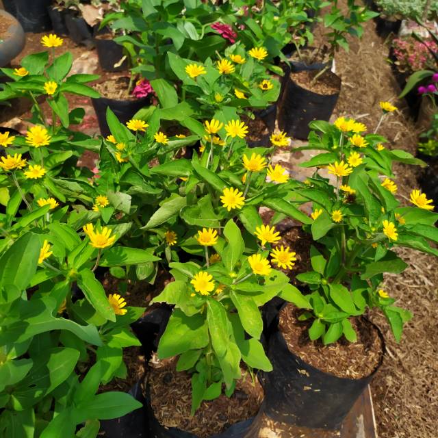 Jual Tanaman bunga matahari minibunga seribu bintangbutter daisy