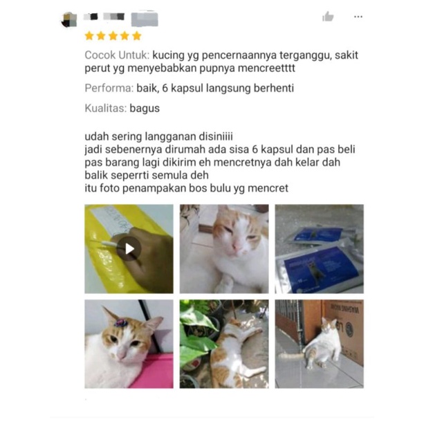 Nodiacat antidiare kucing