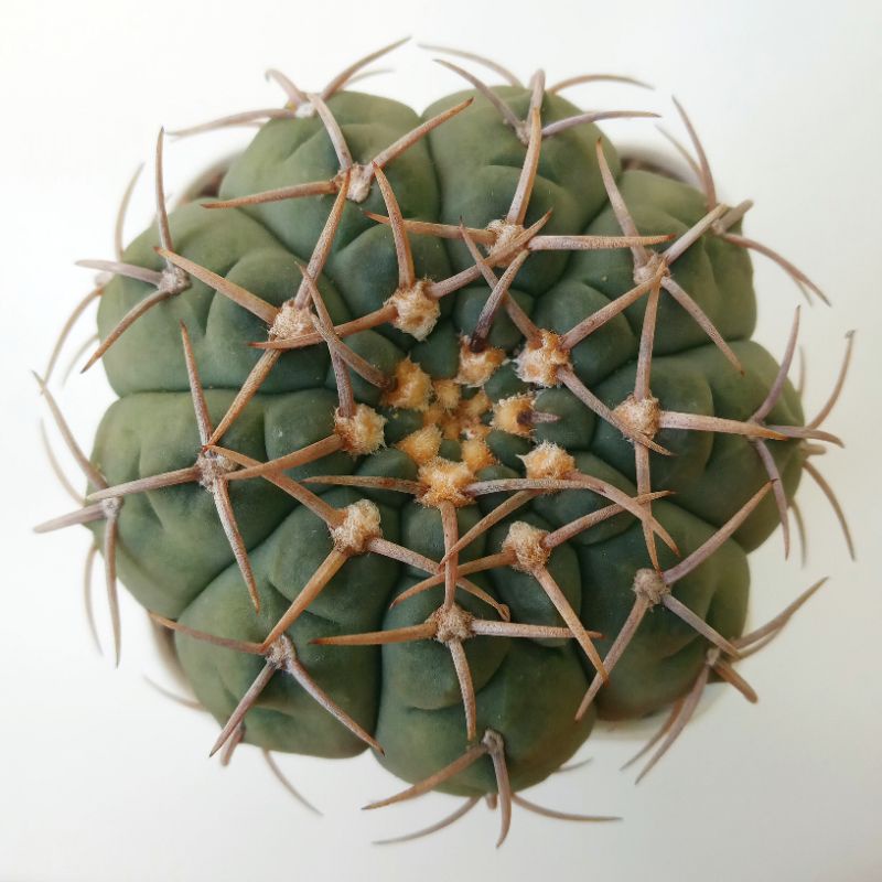 Kaktus Gymnocalycium Vatteri | Gymno | Vatteri