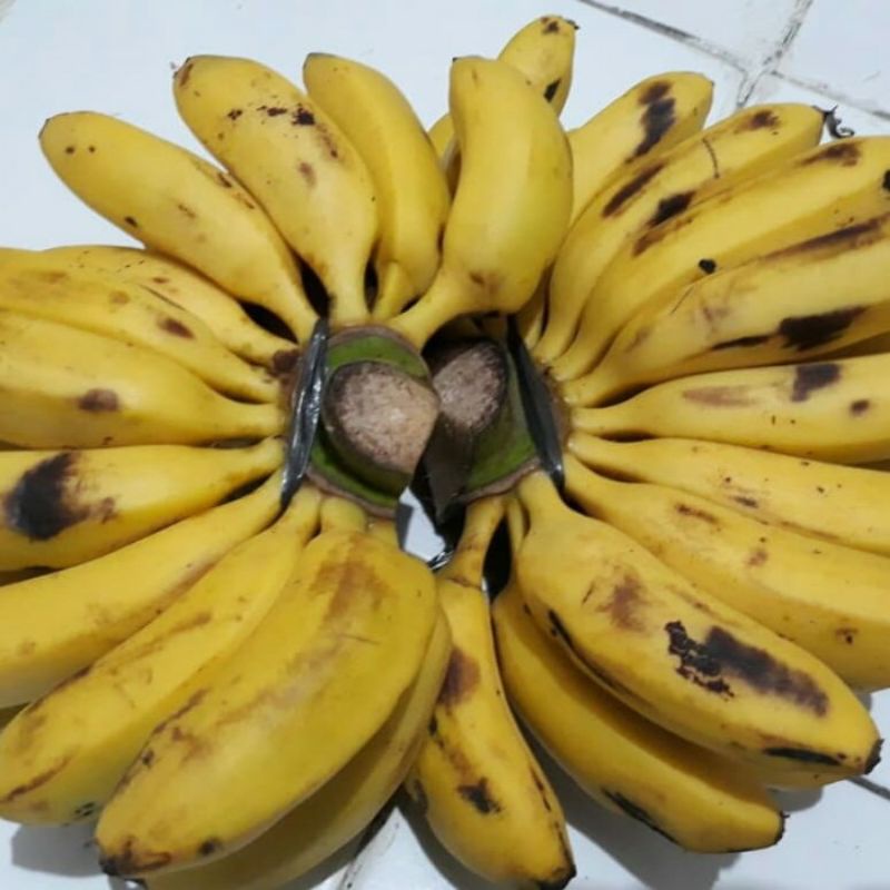 

Pisang Susu Kualitas Super