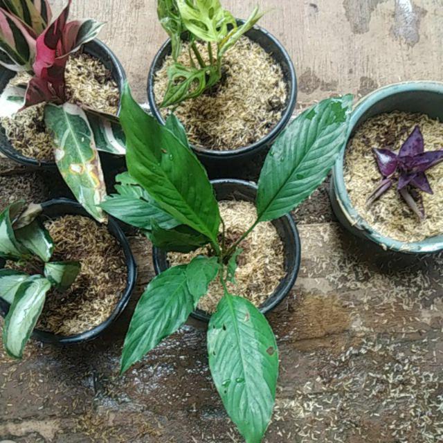 New Produck!! Tanaman Hias Peace Lili - Pohon Sepatu Flum - Peace