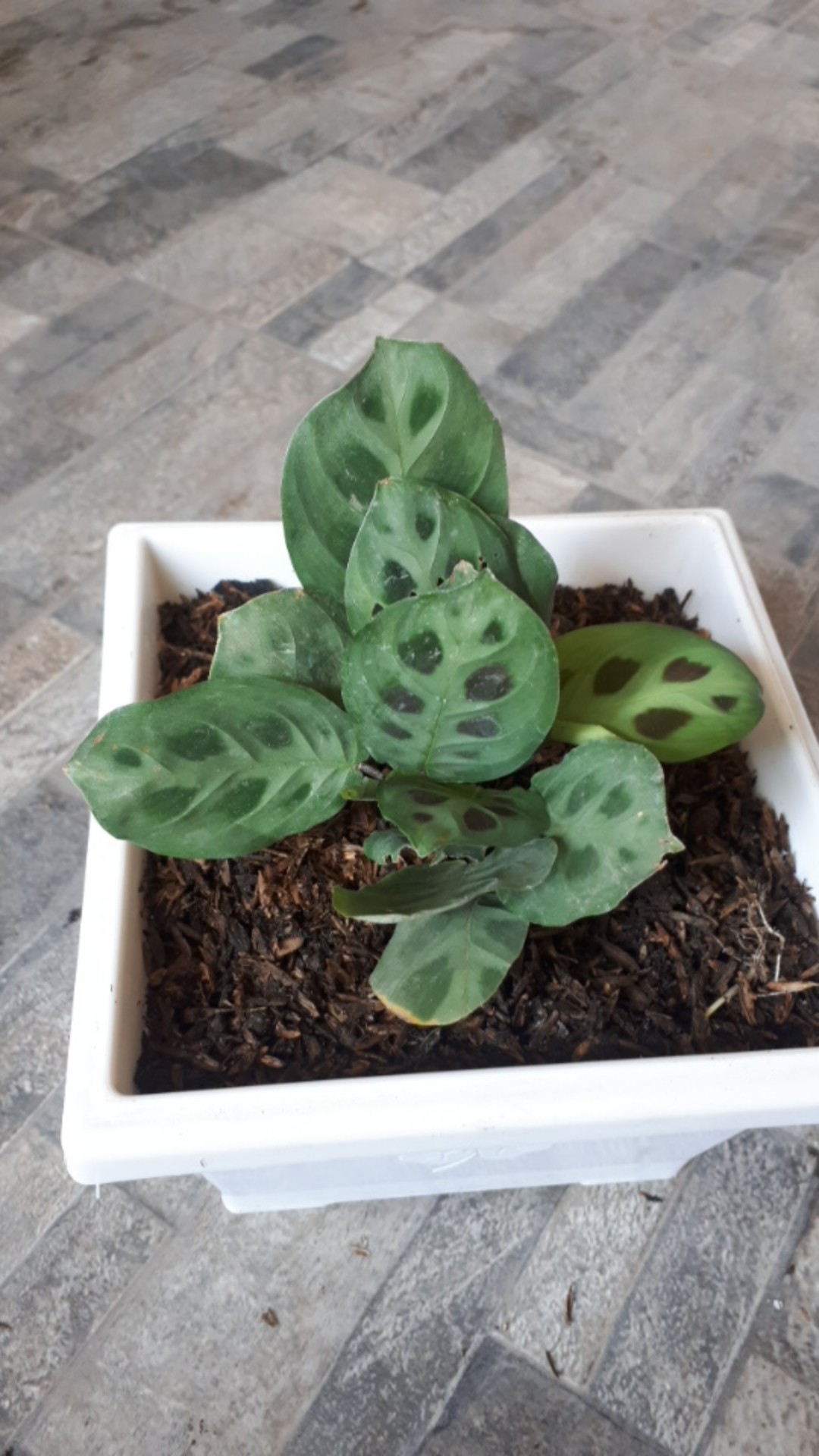 Calathea Levonero /kalatea Bibit Tanaman Hias Bunga