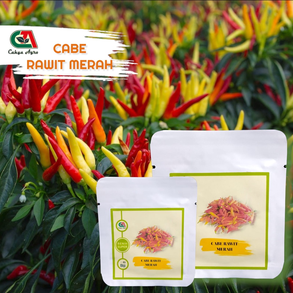 45 Cabai Rawit Cabe Rawit Merah Unggul Sigantung