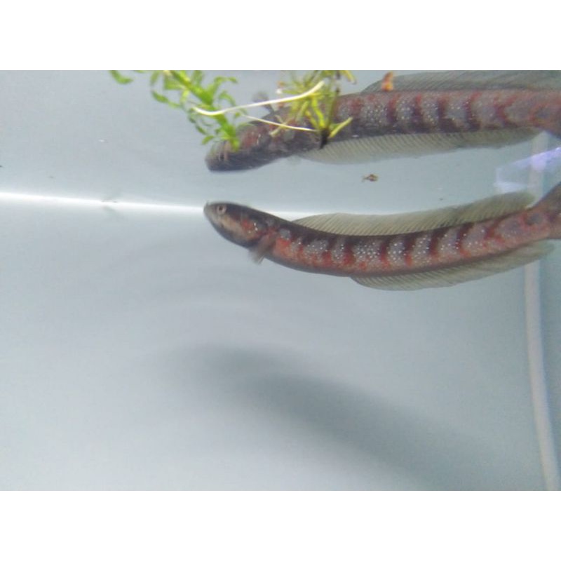 Chana Asiatica Rs Pure 3-5cm