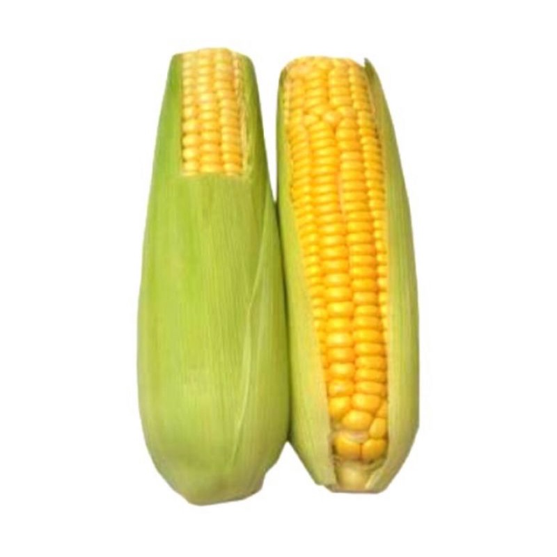 

Jagung Manis