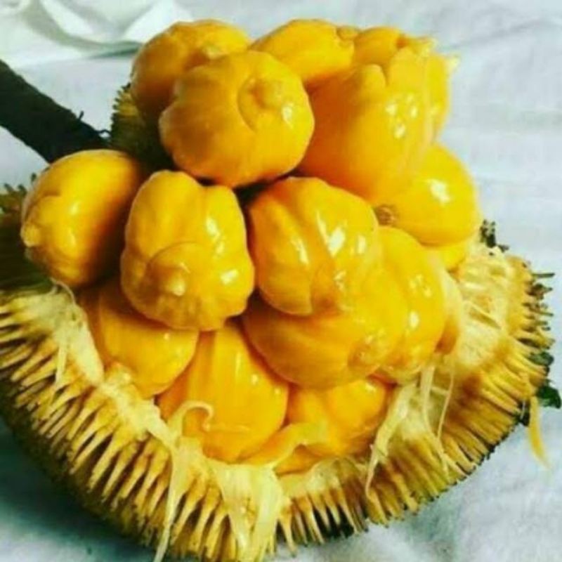 Bibit Nangka Cempedak