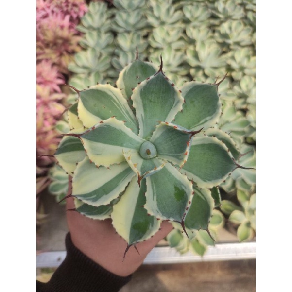 agave potatorum kishokan