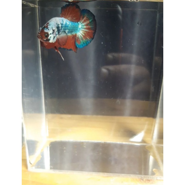 Cupang Multicolor Cooper Galaxy / 100% Sesuai Foto / Avatar / FCCP / Hellboy / Kuncop / Yellow Koi