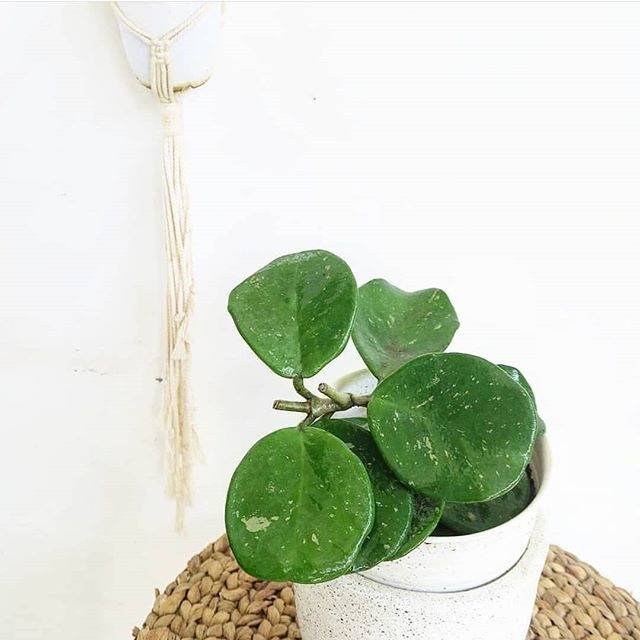 Tanaman hias Hoya obovata splash