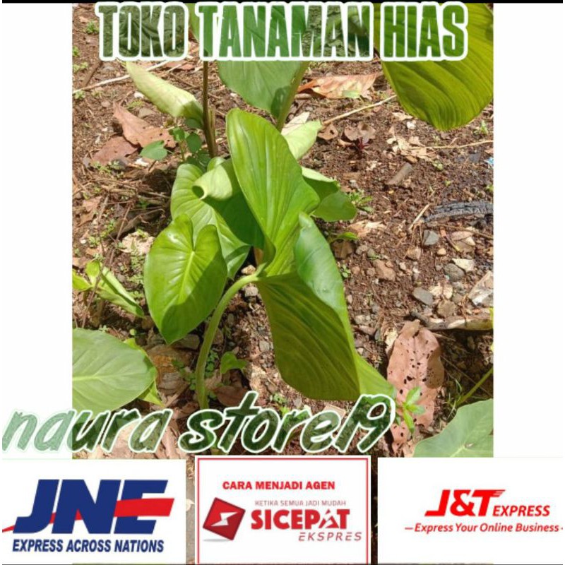 Tanaman Hias Hamalomena