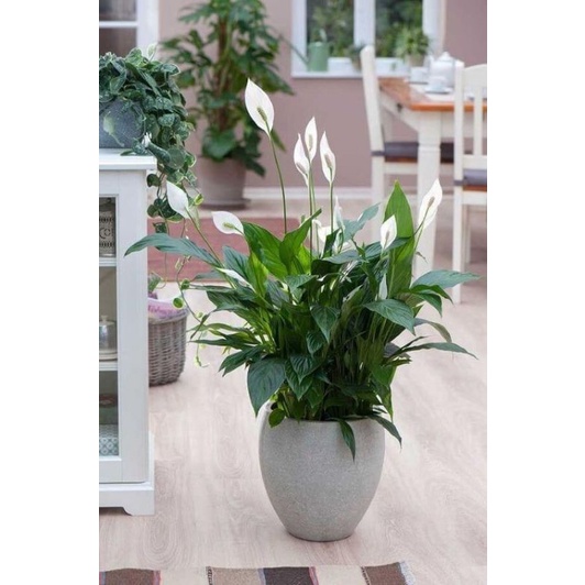 TANAMAN HIAS PEACE LILY SPATUFILUM TANAMAN HIAS INDOOR PEMBERSIH UDARA - TANAMAN HIAS HIDUP SPATUFILUM