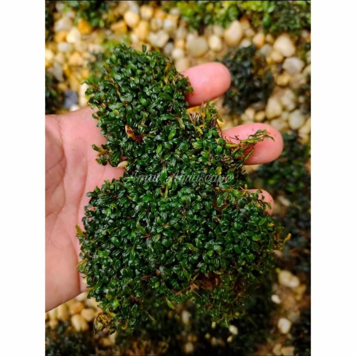 Aqua | Bucephalandra Super Mini | Buce Micro Aquascape Porsi Nampan