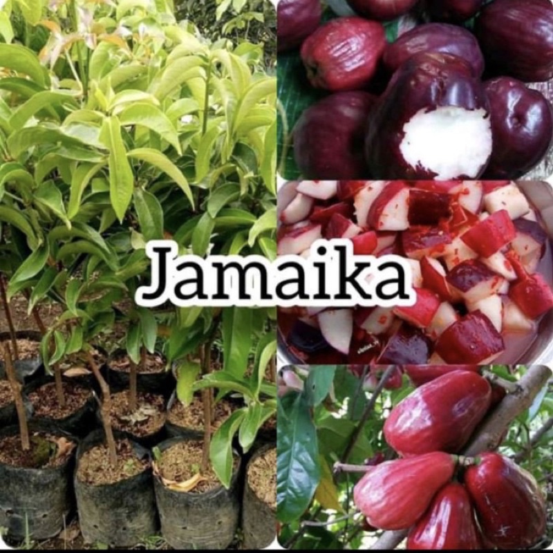 Pohon Jambu Jamaika - Pohon Jambu bol // jambu jamaika / jambu bol