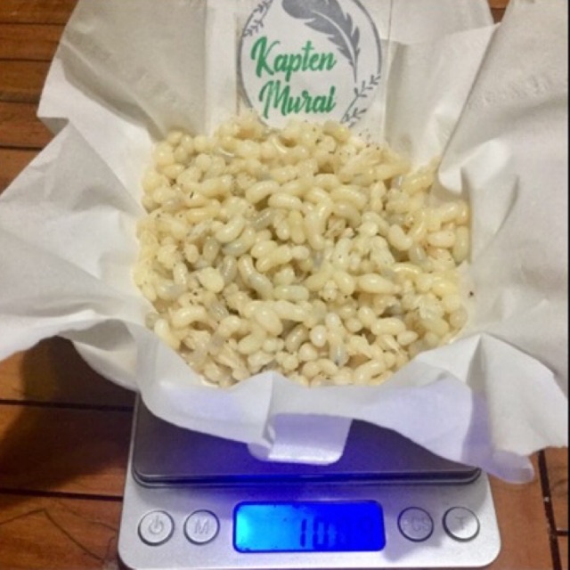 KROTO SUPER KHUSUS TELUR BESAR 100 GRAM / 1 ONS