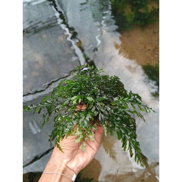 tanaman aquascape bolbitis/lempeng