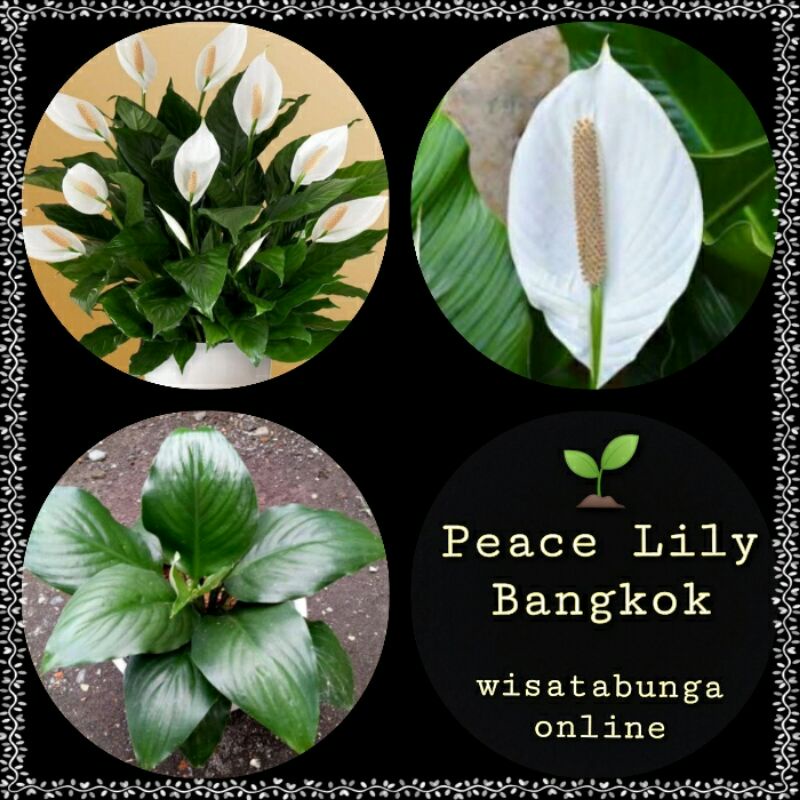 Tanaman Hias Sepatu Pilum Bangkok/Peace Lily