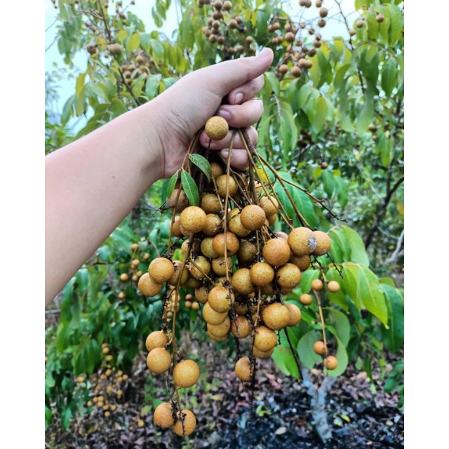 Bibit Kelengkeng Kristal Super Genjah