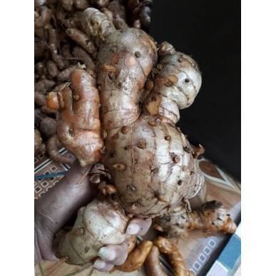 

(COD) Terlaris temulawak/koneng gede/kunyit/temulawak segar 1kg