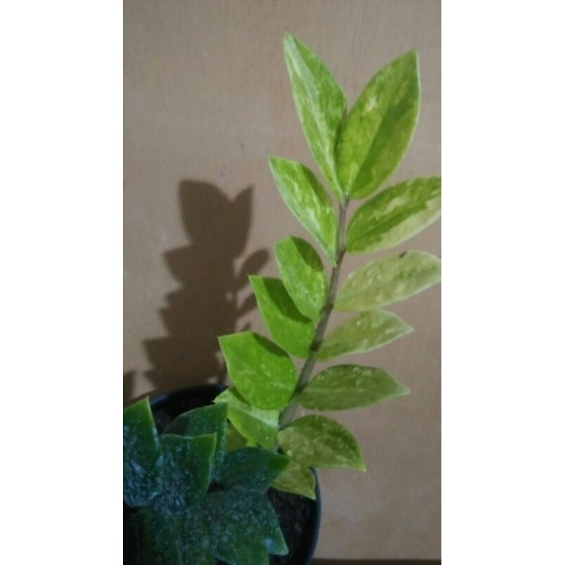 Zamia Culcas Varigata
