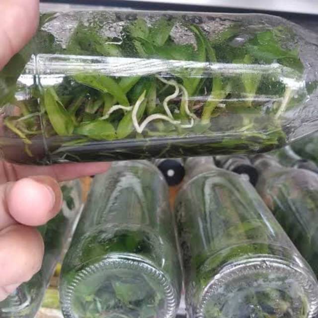 Botol Anggrek bulan phalaenopsis hybrid