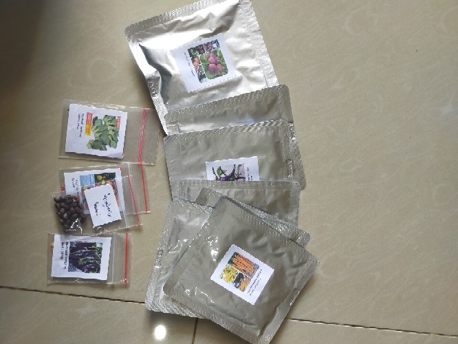 Biji Benih Tomat Tymoti F1